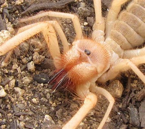 Despite their names, a camel spider isn't a spider and a whip camel spiders live in deserts and get their name from their humped appearance. Solpugids - Camel Spiders - Wind Scorpions - DesertUSA