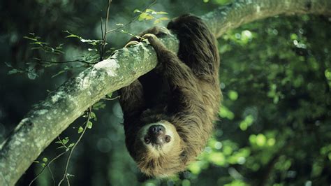 Why A Sloths Heartbeat Is So Slow Mudfooted