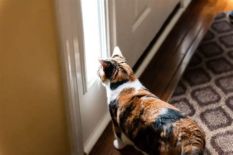 An Essential Guide On How To Let Your Cat Outside