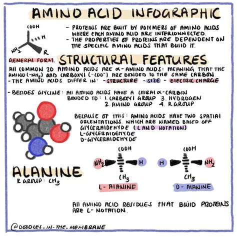 Biochemistry Infographic Amino Acids Vídeo Resumo Sobre Resumo