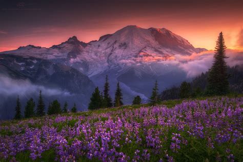 Violet Crown ~ Peak Flower Bloom On The Sunrise Side Of Mount Rainier
