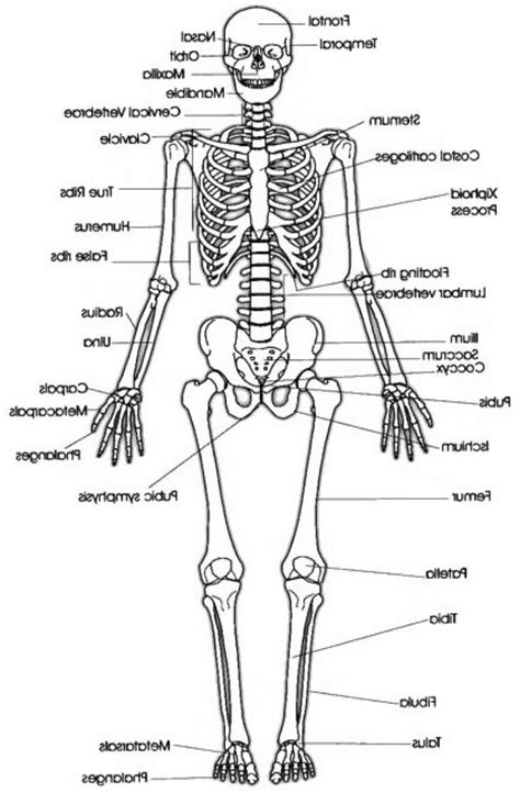 Simple Human Body Bones Diagram Images 04 Skeletal System Basic