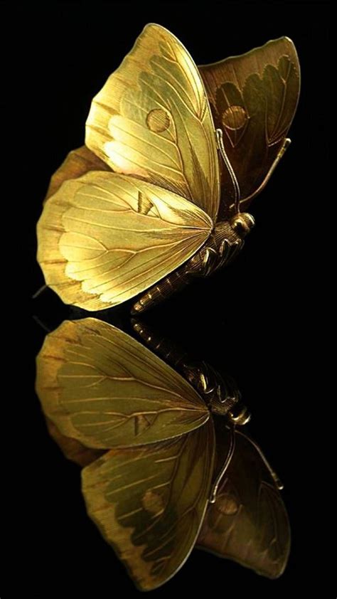 Black And Gold Butterfly Wallpapers Top Free Black And Gold Butterfly