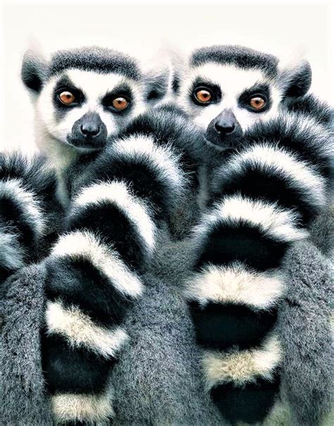 Lemurs From Madagascar Pet Portraits Photography Wild Animals