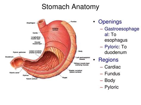 Parts Of Stomach