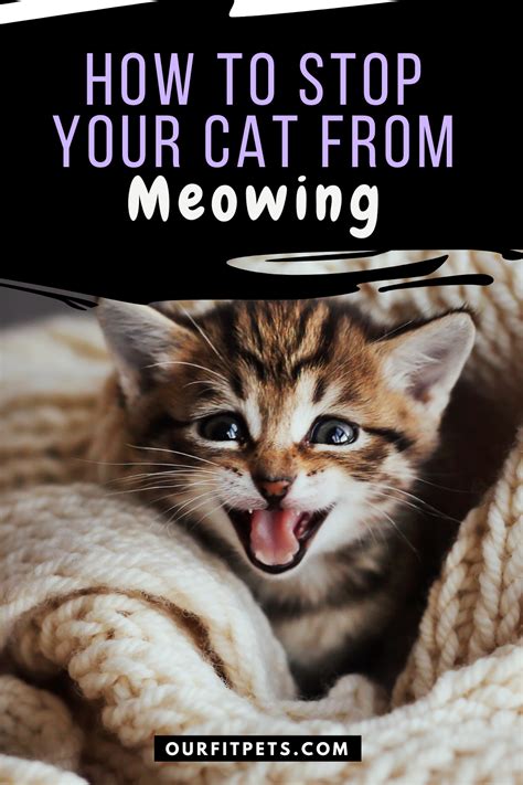 How To Stop Your Cat From Meowing Our Fit Pets In 2021 Cats Cat