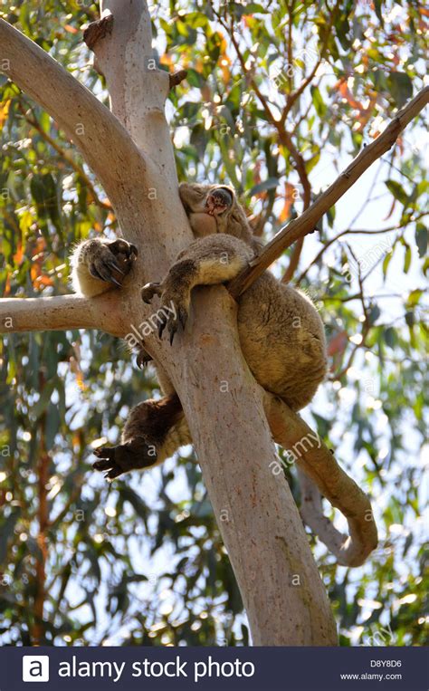 Koala Bear In Tree Australian Marsupial Bear In Tree