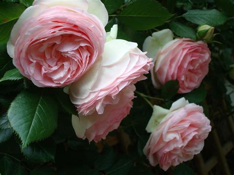 Les Roses De Mon Jardin Clangart Flickr