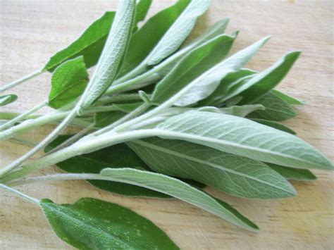 Sage Leaves Free Stock Photo Public Domain Pictures