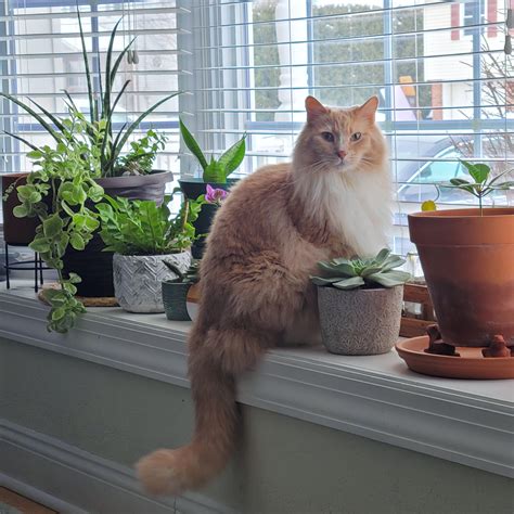 My Cat Hates That ~his~ Window Is Full Of Plants Rhouseplants