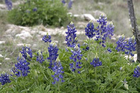 Each spring texas bluebonnets prove why they're the official flower of the lone star state. Bluebonnet Season's Coming | Whenceforth Progress