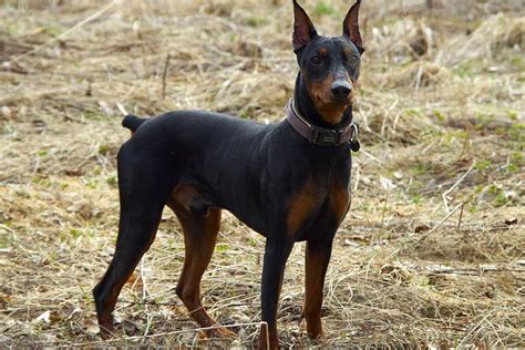 German Pinscher Dog Reviews Real Reviews From Real People