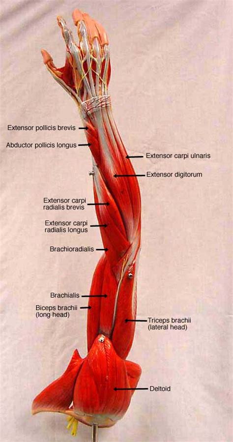 Upper Limb Muscles Diagram