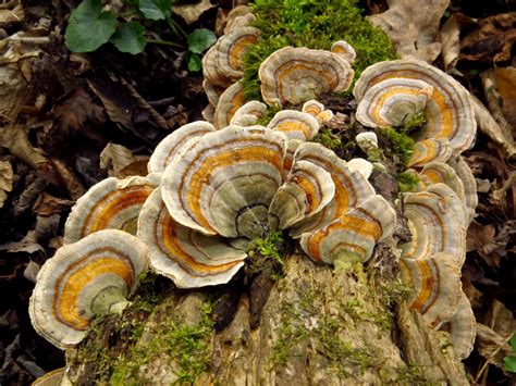 turkey tail mushrooms the benefits and uses longevity warehouse blog