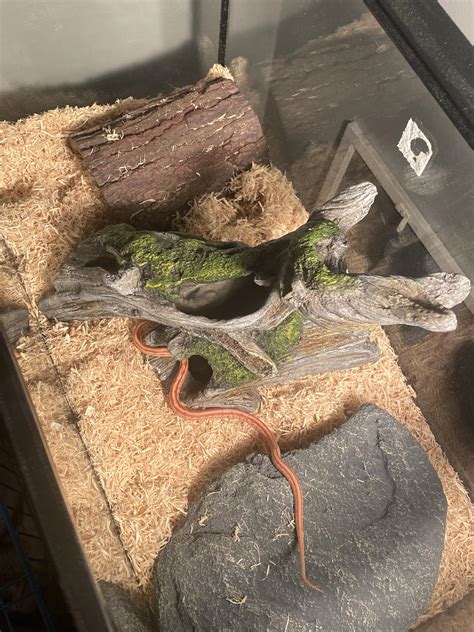 I Redecorated My Snakes Tank Do Yall Think Its Good For A 12 Inch