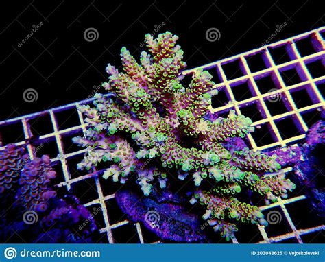 Isolated Image Of Acropora Coral Acropora Is A Genus Of Small Polyp