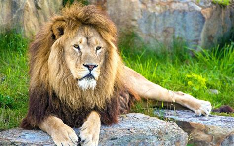 How mammals feed depending on what they eat, mammals can be classified into different groups. Classification of animals kingdom, animals classification ...