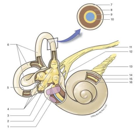 Cochlea Anatomy Diagram Quizlet
