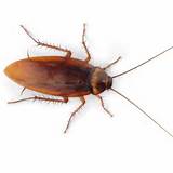 Photos of Cockroach Legs