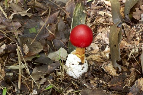 Beautiful Red Mushrooms In Autumn Stock Image Image Of Fungus