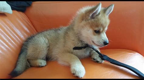 Pomsky Puppy Looks Like A Fox Youtube