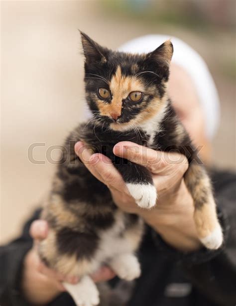 Kitten In Her Arms Stock Image Colourbox