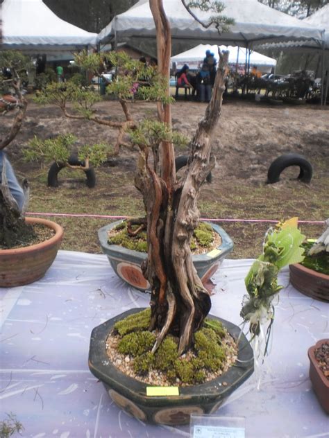 Cucur atap/corong atap nama saintifik: D'Ru Sila Bonsai: Keunikan Bonsai Cucur Atap