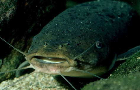 Shocking Electric Eel Facts