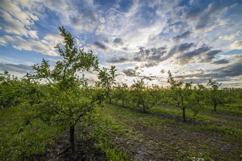 Apple Orchard In Sunset Stock Photo Image Of Orchard 54467052