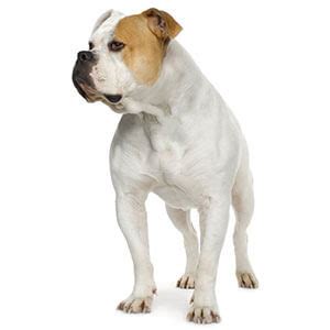 Early in the cycle, a female dog may not be receptive to male dogs, although some are receptive through the entire cycle. American Bulldog Breed » Info, Pictures, & More