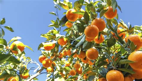 How to grow care for a christmas cactus, a succulent plant that flowers around xmas. What Kind of Soil Do Orange Trees Like? | Garden Guides