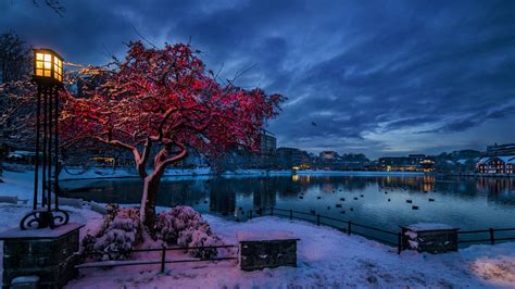Nature Trees City Cityscape Norway Evening Winter