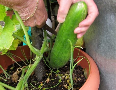 How To Grow Cucumbers In Containers On A Patio Or Backyard Dengarden