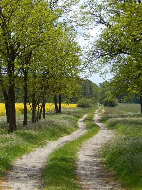 Weg In Den Wald Foto And Bild Jahreszeiten Wald Bäume Bilder Auf