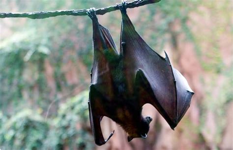 Totally Batty For Bats Explore Awesome Activities And Fun Facts