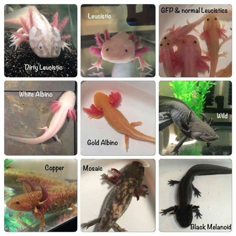 Pdf Axolotl Axolotl Care Tanks Habitat Diet Buying Life Span Food