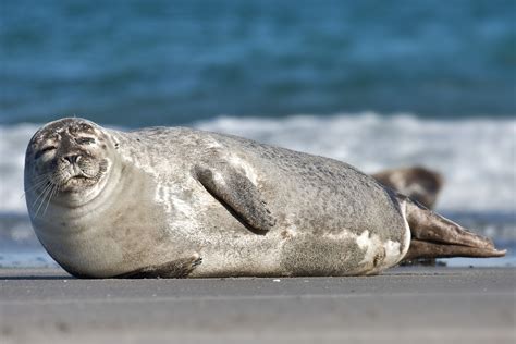 Foraging Differences Between Male And Female Harbor Seals Present