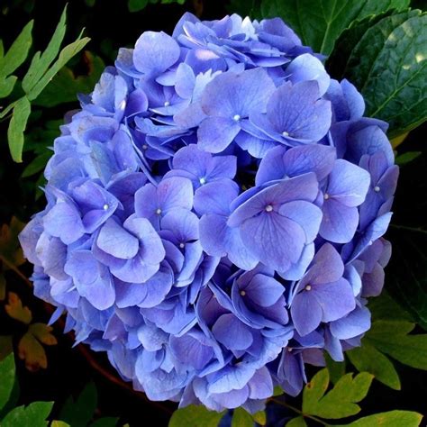 Jual Tanaman Hydrangea Biru Bunga Hortensia Di Lapak Alamanda