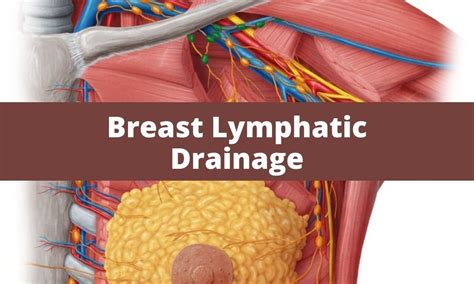 Breast Lymphatic Drainage Anatomy Clinical Points Ken