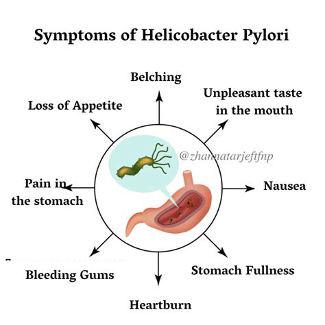H Pylori And Gut Health Sprouts Health