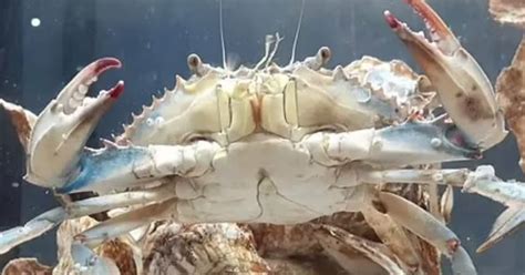 Rare Half Male Half Female Blue Crab Discovered First Time In 15 Years