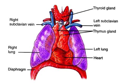 Thymus Gland Location And Function Hormones Produced By Thymus Biology