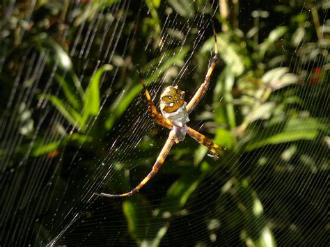 Free Images Nature Fauna Invertebrate Spider Web Close Up