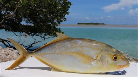 30 Facts About The Yellow Jack Fish 2023