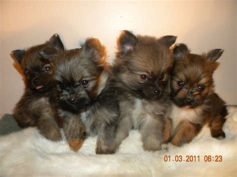 Blessed Country Mama Pomapoo Puppies For Sale