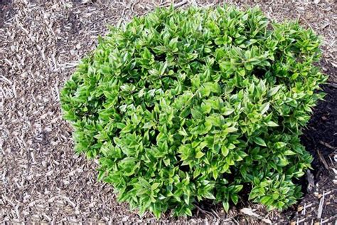 Young plant growing in fresh ground. 10 best images about Top Curb Appeal Plants for Along Your ...