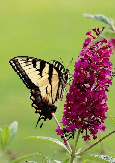 Yellow Swallowtail Butterfly Birds And Blooms Diy