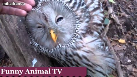 Funny And Cute Owl Videos And Funny Video Compilation 2015 Youtube