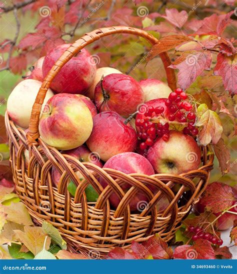 Apples In A Basket Stock Photo Image Of Nature Meal 34693460