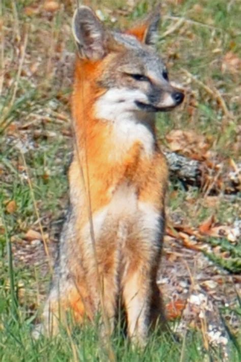 Life In The Texas Hill Country Grey Fox